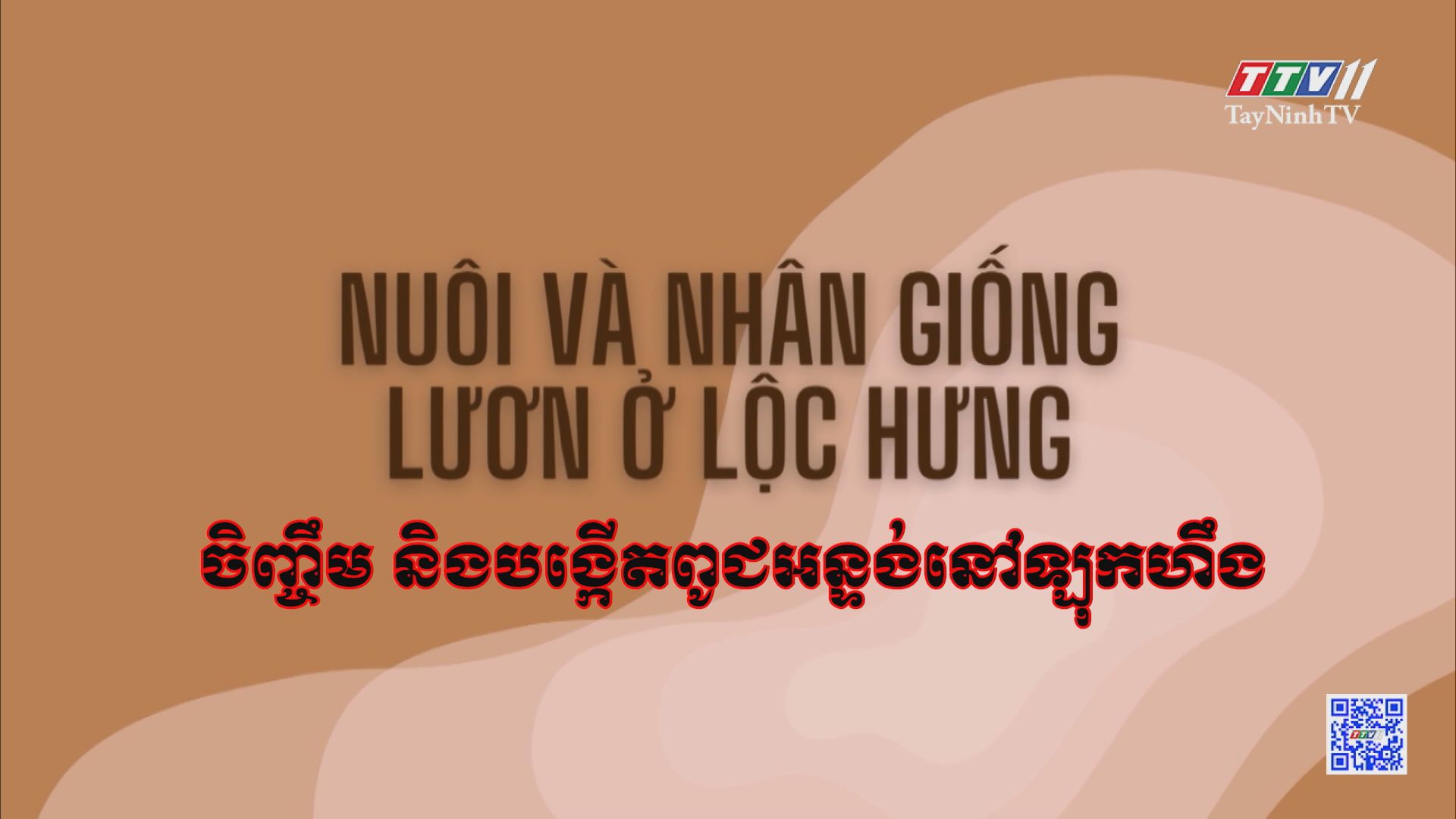 Nuôi và nhân giống lươn ở Lộc Hưng | NÔNG NGHIỆP TÂY NINH | TayNinhTV